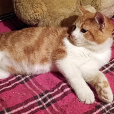 Katerchen Simba sucht sein Körbchen, EKH Jungtier - Kater