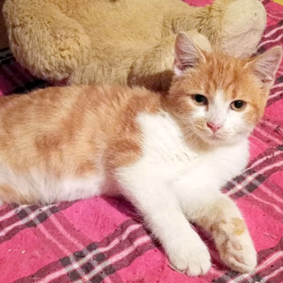 Katerchen Simba sucht sein Körbchen, EKH Jungtier - Kater