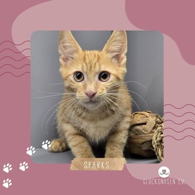 Katerchen Sparks packt gern seinen Koffer, EKH Jungtier - Kater