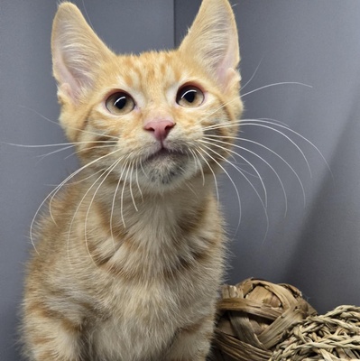 Katerchen Sparks packt gern seinen Koffer, EKH Jungtier - Kater