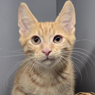 Katerchen Sparks packt gern seinen Koffer, EKH Jungtier - Kater