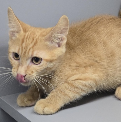 Katerchen Sparks packt gern seinen Koffer, EKH Jungtier - Kater