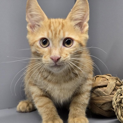 Katerchen Sparks packt gern seinen Koffer, EKH Jungtier - Kater