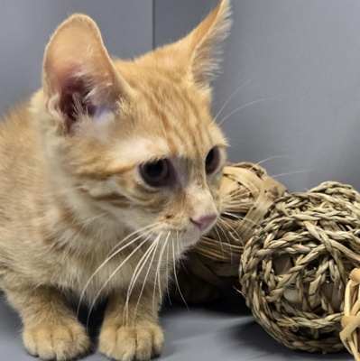 Katerchen Sparks packt gern seinen Koffer, EKH Jungtier - Kater