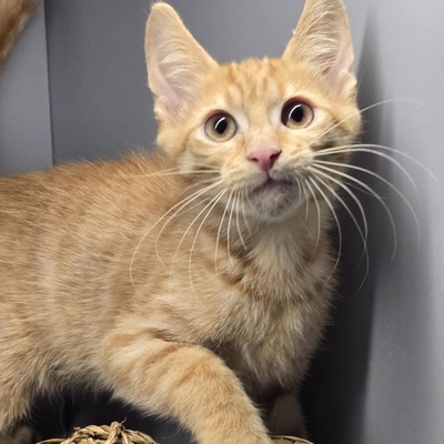 Katerchen Sparks packt gern seinen Koffer, EKH Jungtier - Kater