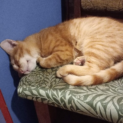 Katerchen Taavi und Finn sind bereit für Dich, EKH Jungtier - Kater