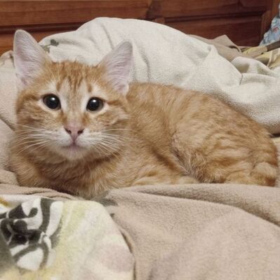 Katerchen Taavi und Finn sind bereit für Dich, EKH Jungtier - Kater