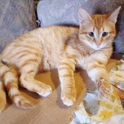 Katerchen Taavi und Finn sind bereit für Dich, EKH Jungtier - Kater