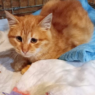 Katerchen Taavi und Finn sind bereit für Dich, EKH Jungtier - Kater