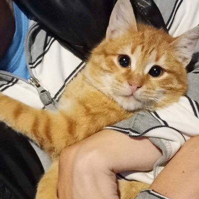 Katerchen Taavi und Finn sind bereit für Dich, EKH Jungtier - Kater