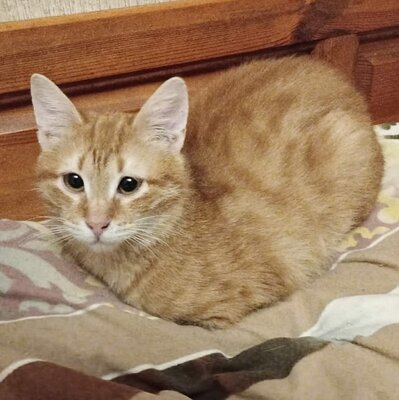 Katerchen Taavi und Finn sind bereit für Dich, EKH Jungtier - Kater