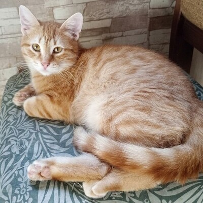 Katerchen Taavi und Finn sind bereit für Dich, EKH Jungtier - Kater