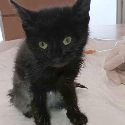 Katerchen Taavi und Finn sind bereit für Dich, EKH Jungtier - Kater