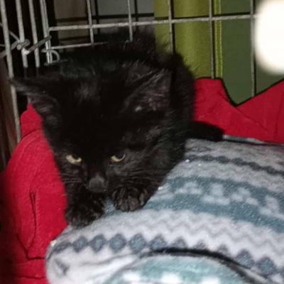 Katerchen Taavi und Finn sind bereit für Dich, EKH Jungtier - Kater