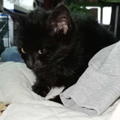 Katerchen Taavi und Finn sind bereit für Dich, EKH Jungtier - Kater