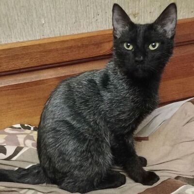 Katerchen Taavi und Finn sind bereit für Dich, EKH Jungtier - Kater