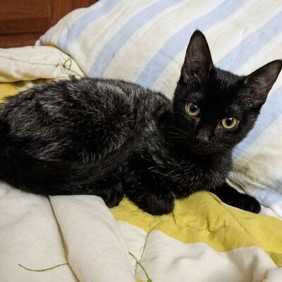 Katerchen Taavi und Finn sind bereit für Dich, EKH Jungtier - Kater