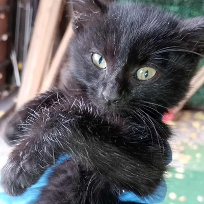 Katerchen Taavi und Finn sind bereit für Dich, EKH Jungtier - Kater