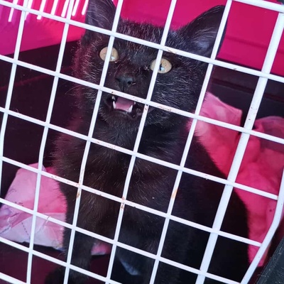 Katerchen Taavi und Finn sind bereit für Dich, EKH Jungtier - Kater