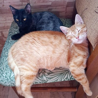 Katerchen Taavi und Finn sind bereit für Dich, EKH Jungtier - Kater