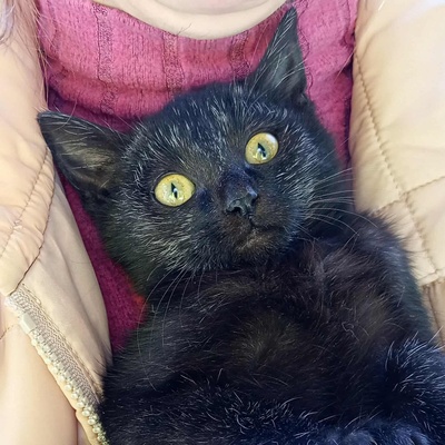 Katerchen Taavi und Finn sind bereit für Dich, EKH Jungtier - Kater