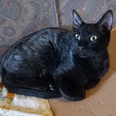 Katerchen Taavi und Finn sind bereit für Dich, EKH Jungtier - Kater