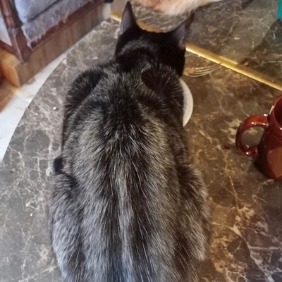 Katerchen Taavi und Finn sind bereit für Dich, EKH Jungtier - Kater