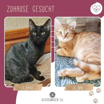 Katerchen Taavi und Finn sind bereit für Dich