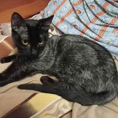 Katerchen Taavi und Finn sind bereit für Dich, EKH Jungtier - Kater