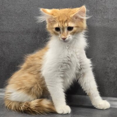 Katerchen Theo wartet auf seine Familie, EKH Jungtier - Kater