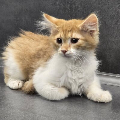Katerchen Theo wartet auf seine Familie, EKH Jungtier - Kater