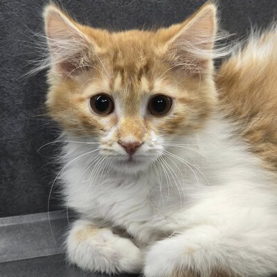 Katerchen Theo wartet auf seine Familie, EKH Jungtier - Kater