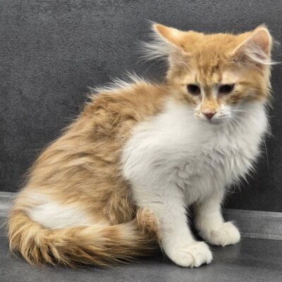 Katerchen Theo wartet auf seine Familie, EKH Jungtier - Kater