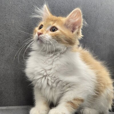 Katerchen Theo wartet auf seine Familie, EKH Jungtier - Kater