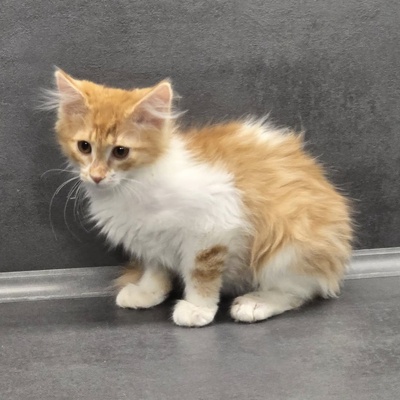 Katerchen Theo wartet auf seine Familie, EKH Jungtier - Kater