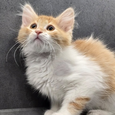 Katerchen Theo wartet auf seine Familie, EKH Jungtier - Kater