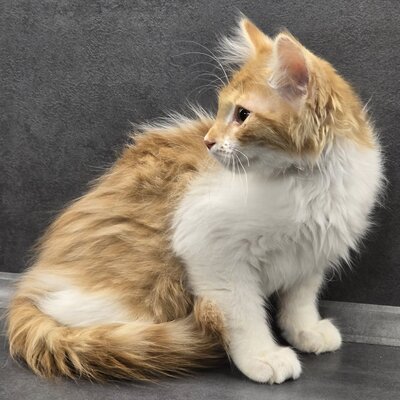 Katerchen Theo wartet auf seine Familie, EKH Jungtier - Kater