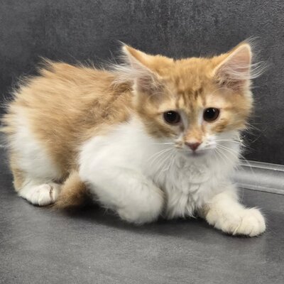 Katerchen Theo wartet auf seine Familie, EKH Jungtier - Kater