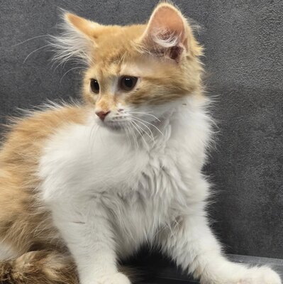 Katerchen Theo wartet auf seine Familie, EKH Jungtier - Kater