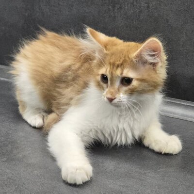 Katerchen Theo wartet auf seine Familie, EKH Jungtier - Kater