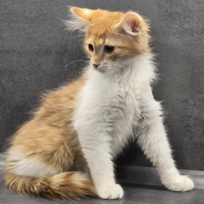 Katerchen Theo wartet auf seine Familie, EKH Jungtier - Kater