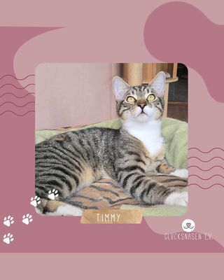 Katerchen Timmy packt gern seinen Koffer, EKH Jungtier - Kater