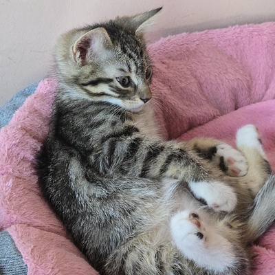 Katerchen Timmy packt gern seinen Koffer, EKH Jungtier - Kater