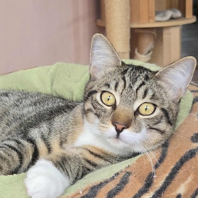 Katerchen Timmy packt gern seinen Koffer, EKH Jungtier - Kater