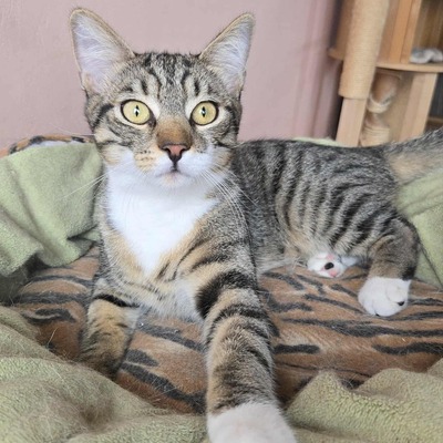 Katerchen Timmy packt gern seinen Koffer, EKH Jungtier - Kater