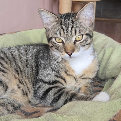 Katerchen Timmy packt gern seinen Koffer, EKH Jungtier - Kater