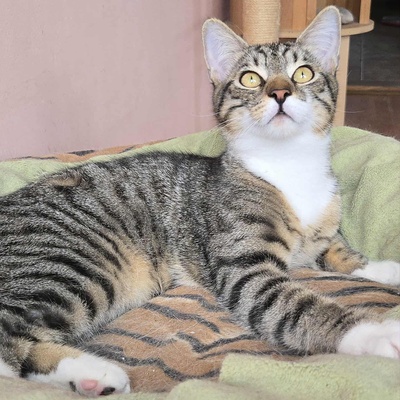 Katerchen Timmy sucht seine lieben Menschen, EKH Jungtier - Kater