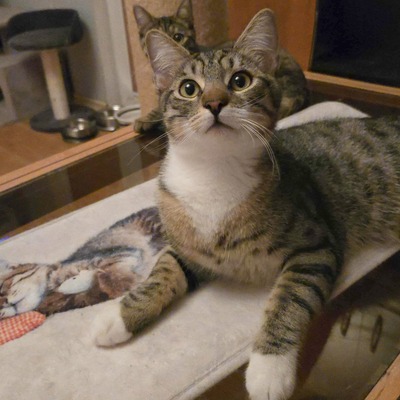 Katerchen Timmy sucht seine lieben Menschen, EKH Jungtier - Kater