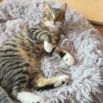 Katerchen Timmy sucht seine lieben Menschen, EKH Jungtier - Kater