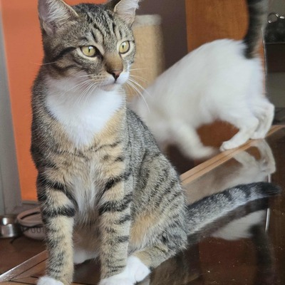 Katerchen Timmy sucht seine lieben Menschen, EKH Jungtier - Kater